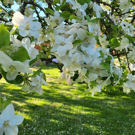 Agroturystyka Nad Strumykiem Löschney Exterior foto