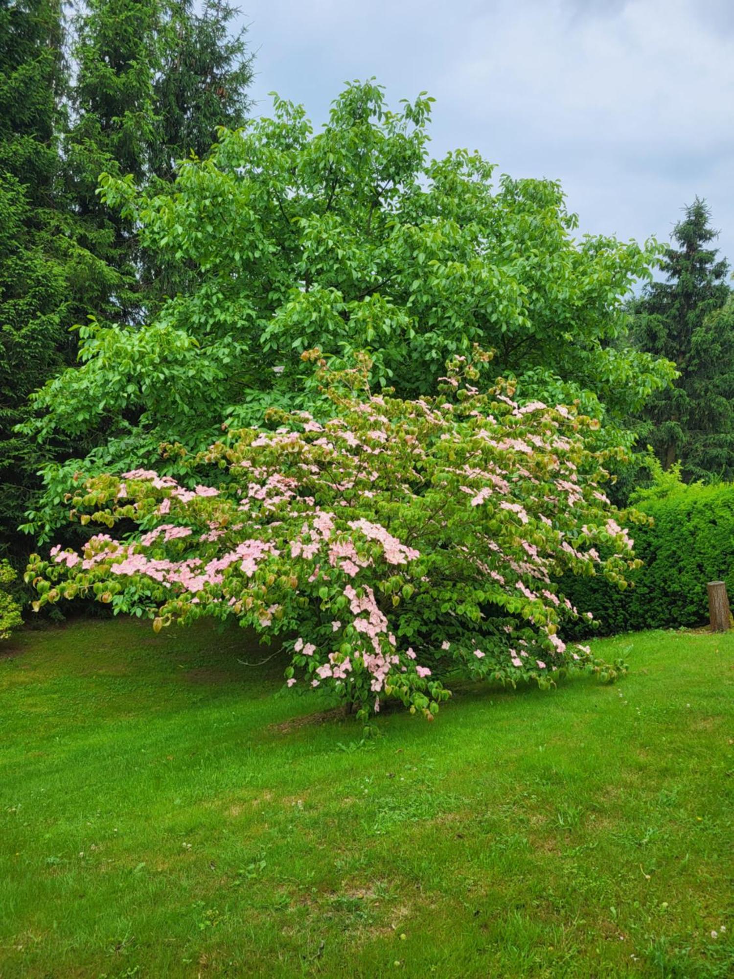 Agroturystyka Nad Strumykiem Löschney Exterior foto