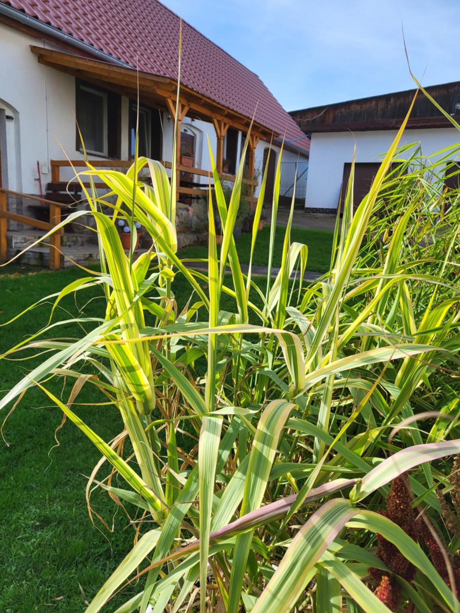 Agroturystyka Nad Strumykiem Löschney Exterior foto